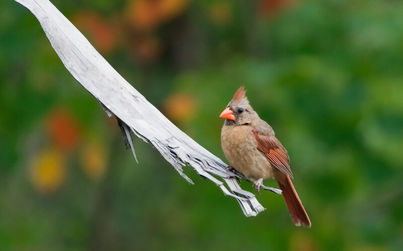 female cardinal on a branch