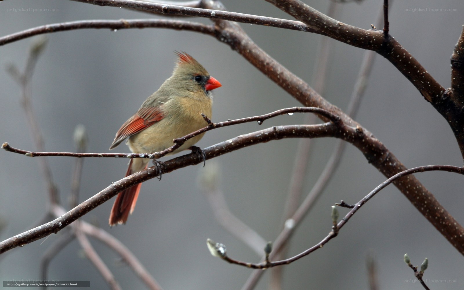 Female cardinal on a branch