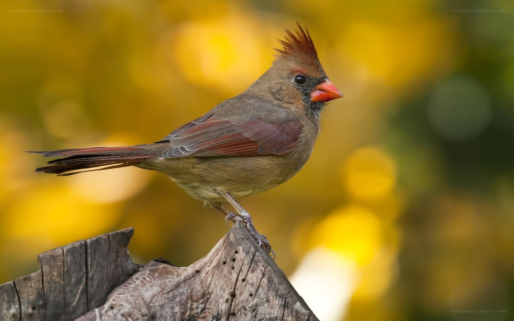 female cardinal on a stump