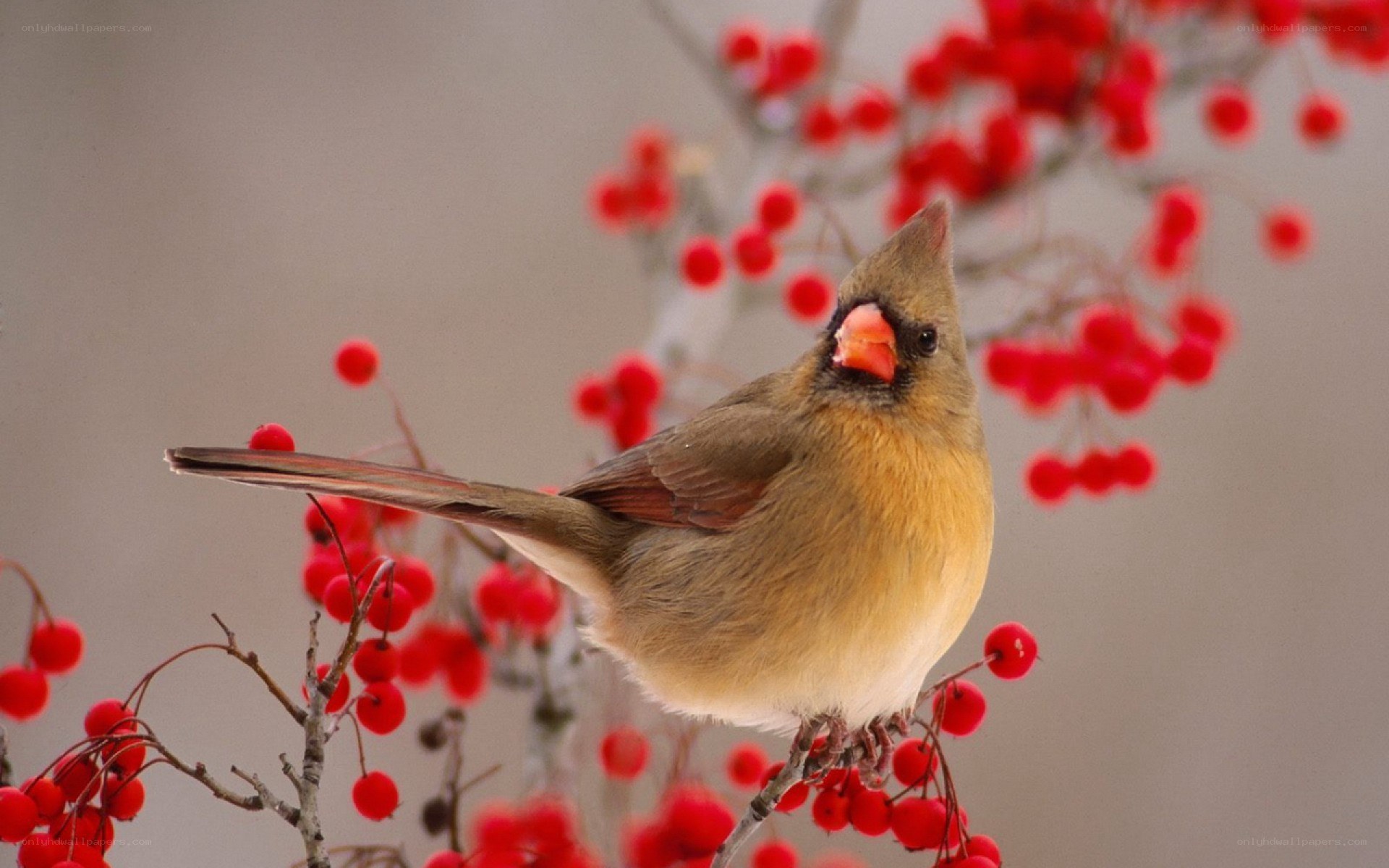 female cardinal on berry branch