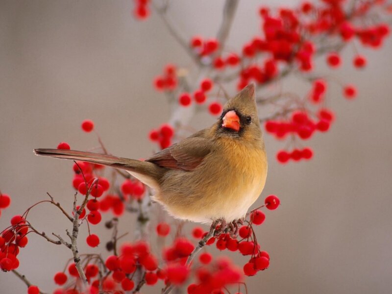 female cardinal on berry branch