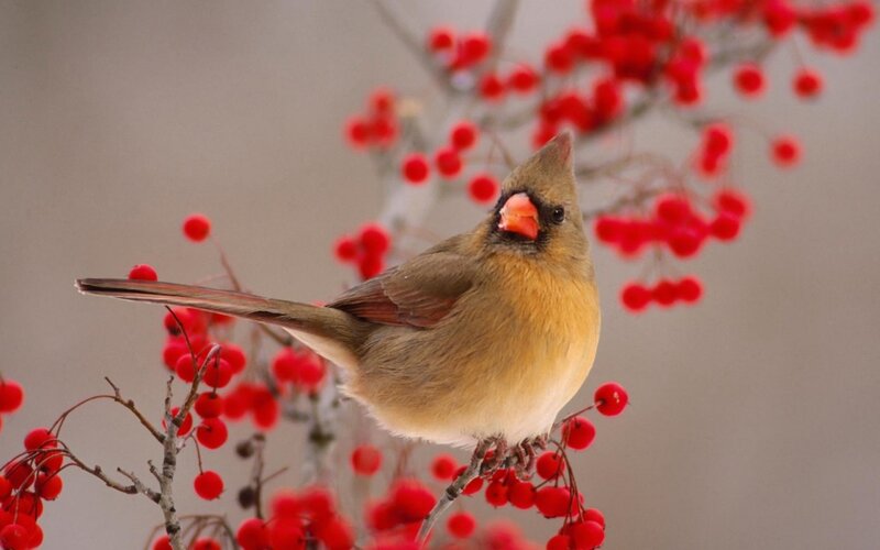 female cardinal on berry branch