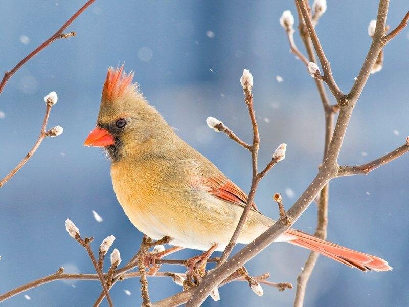 Female Cardinal on Branch — Brown, Calm