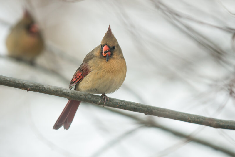 Female Cardinal on Branch — Brown, Calm, Winter, Photograph, Bird