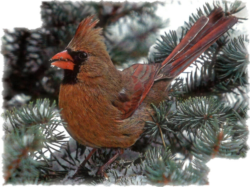 Female Cardinal on Branch — Brown, Calm, Winter