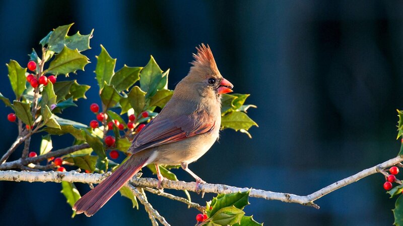 Female Cardinal on Branch — Brown, Serene