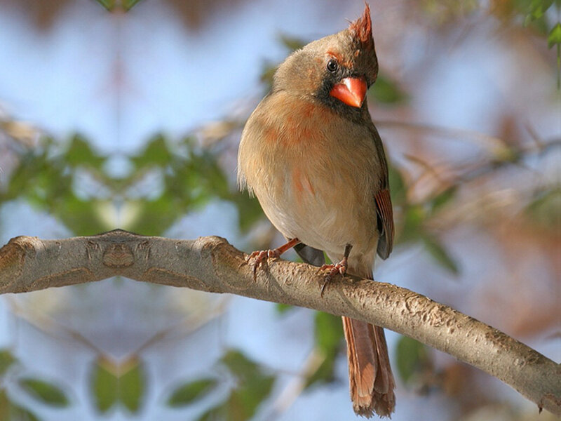 Female Cardinal on Branch — Brown