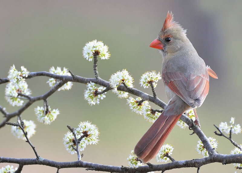 Female Cardinal on Branch — Gray