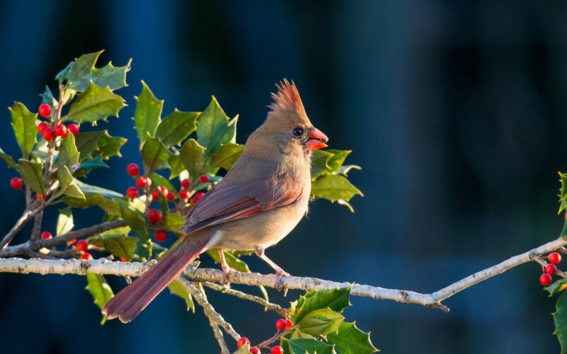 Female Cardinal on Branch — Green