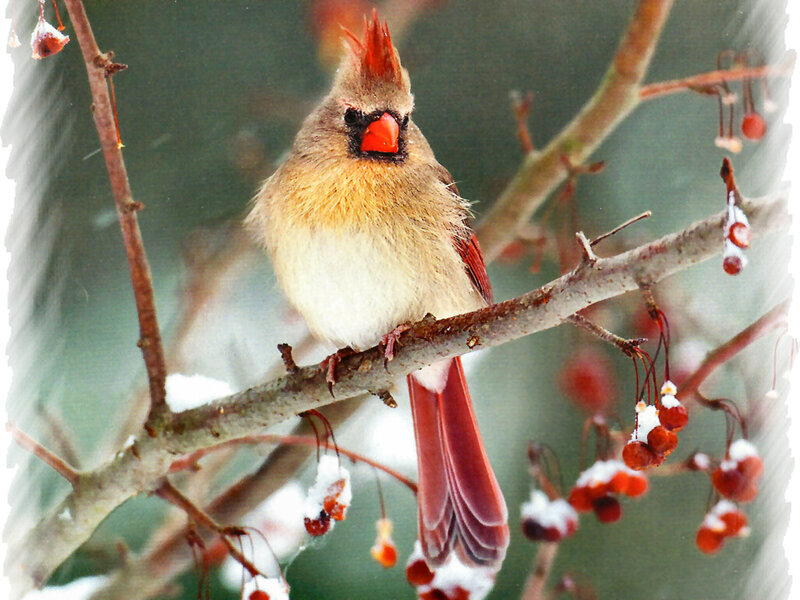 Female Cardinal on Branch — Red, Calm