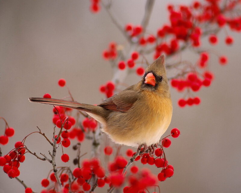 Female Cardinal on Branch — Red, Calm, Winter, Photograph, Berries