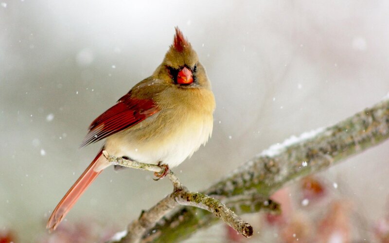 Female Cardinal on Branch — Red, Calm, Winter, Photograph, Snow