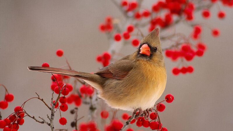 Female Cardinal on Branch — Red, Calm, Winter