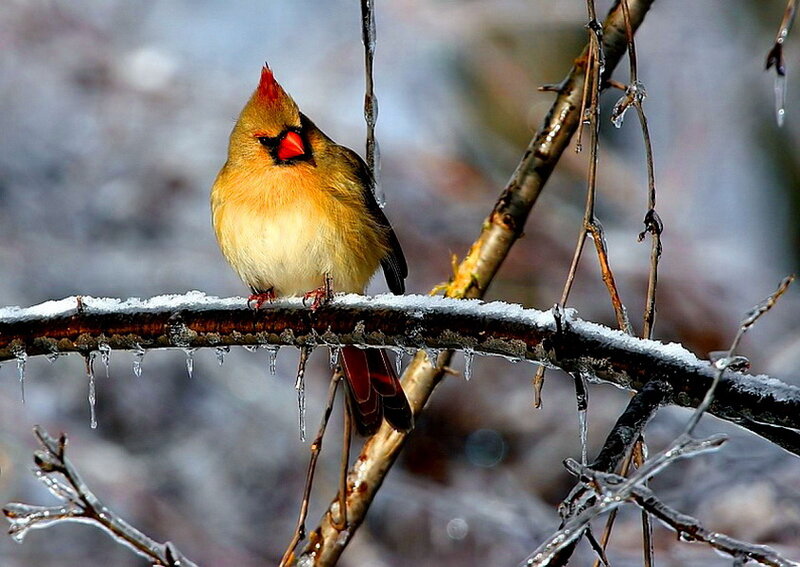 Female Cardinal on Branch — Red, Cold