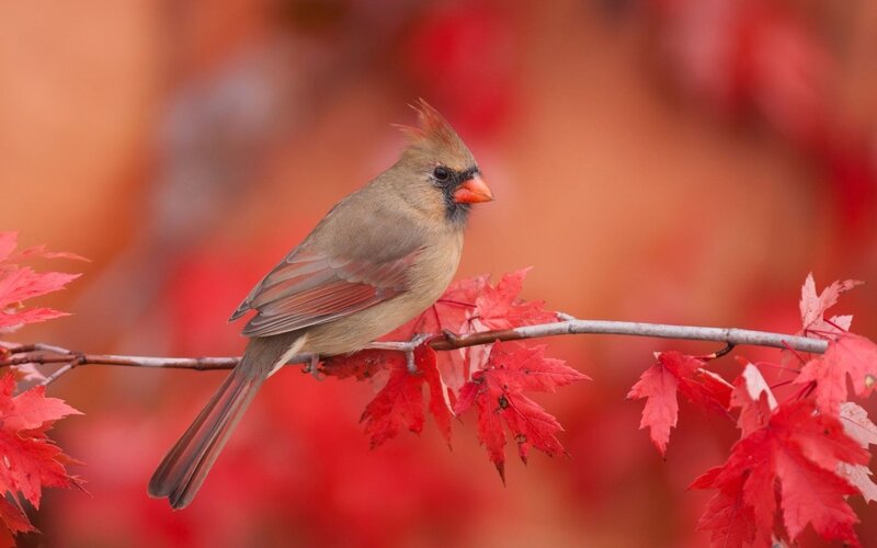 Female Cardinal on Branch — Red, Serene, Autumn