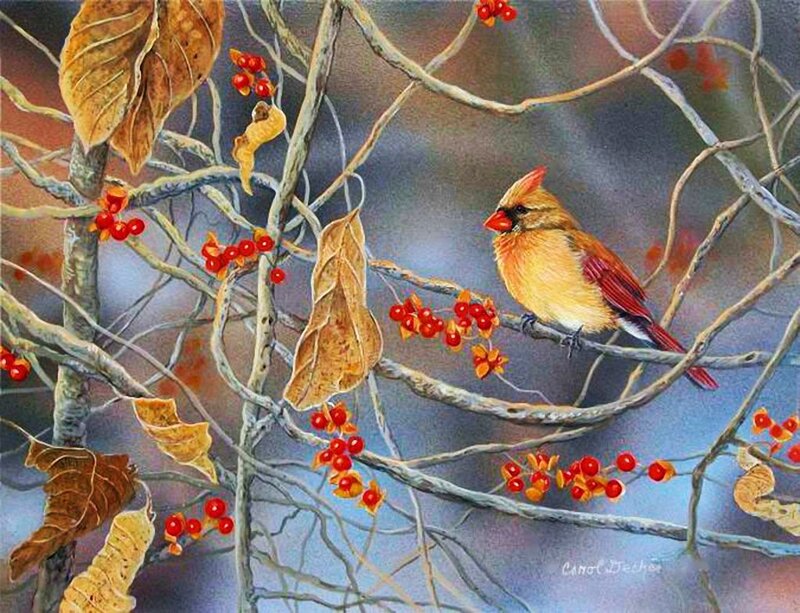 Female Cardinal on Branch — Red, Serene