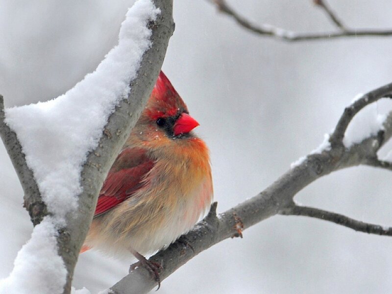 Female Cardinal on Branch — Red