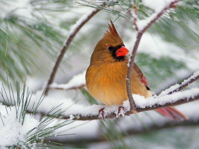 Female Cardinal on Branch