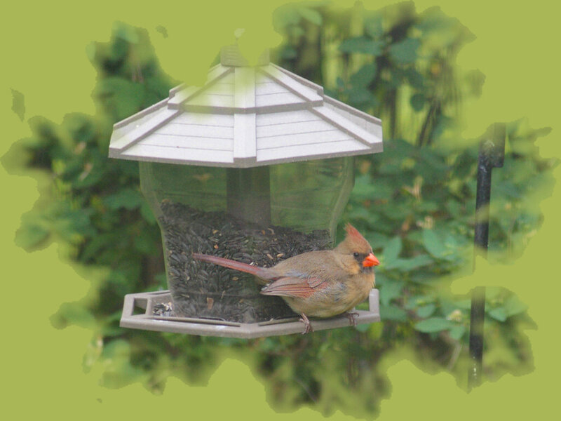 Female Cardinal on Feeder