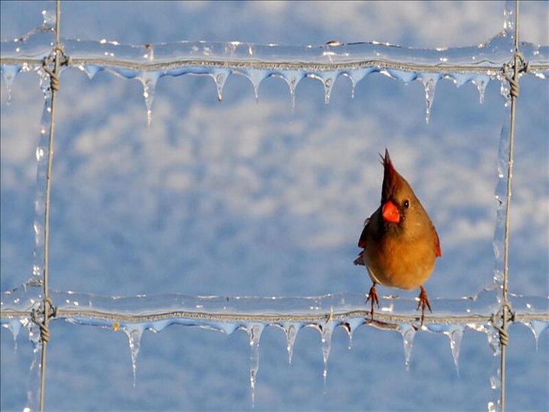 Female Cardinal on Wire