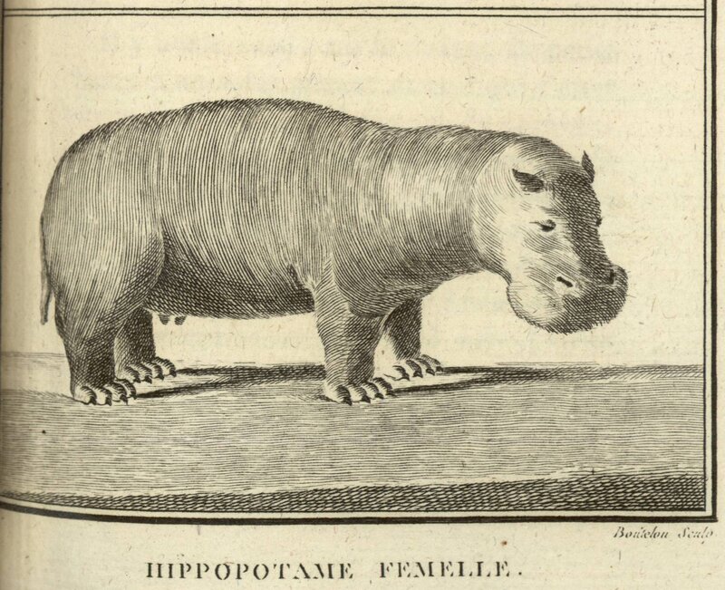 Female hippopotamus illustration
