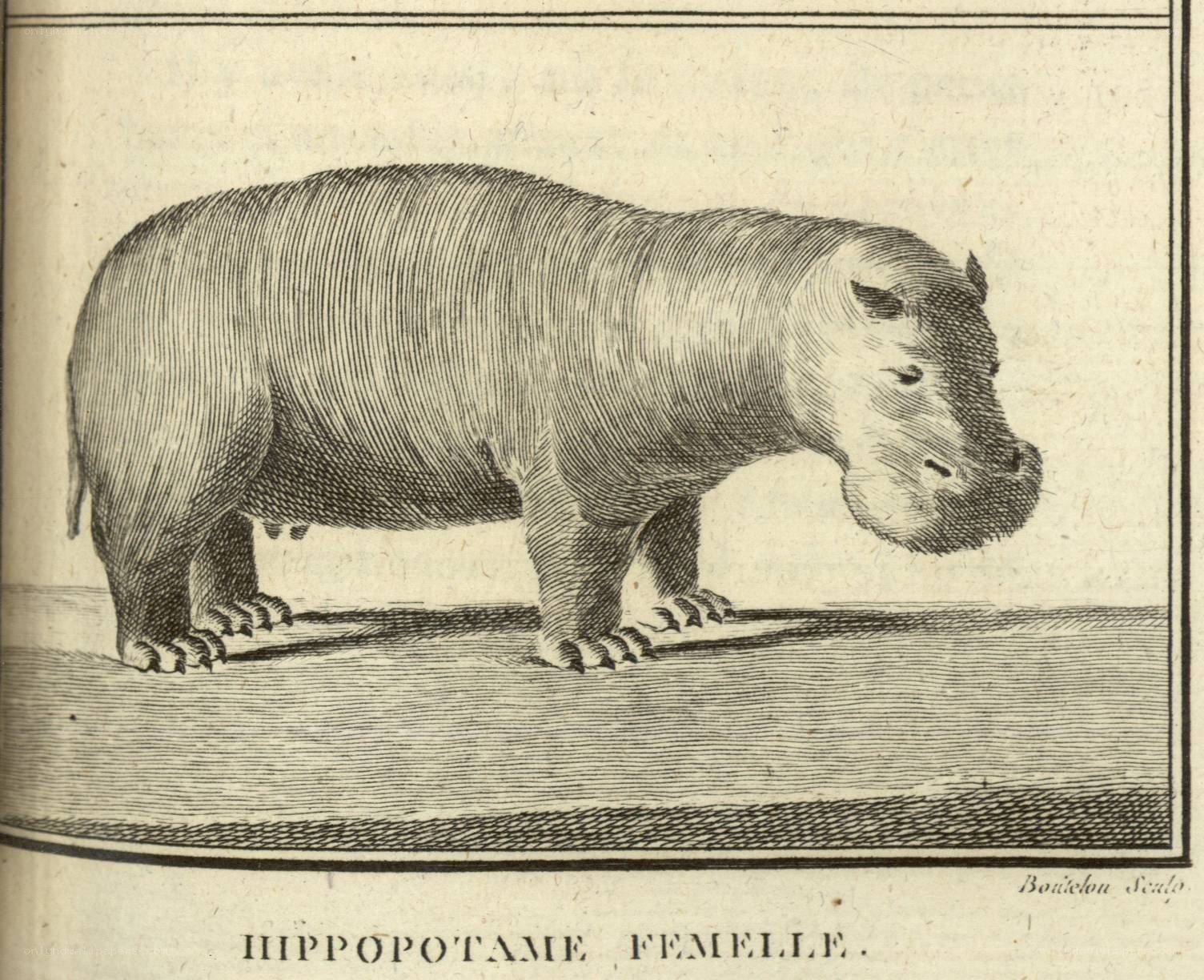 Female hippopotamus illustration