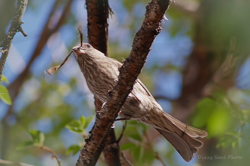 Female House Finch