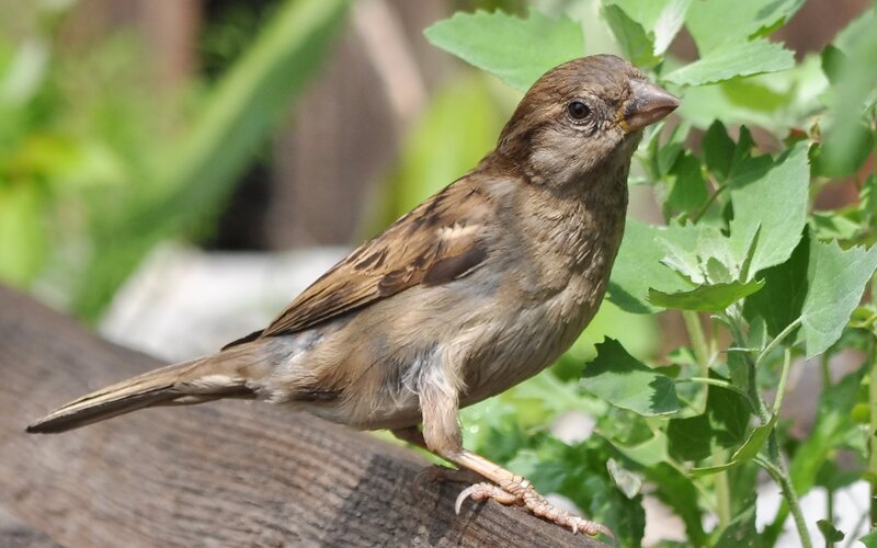 Female House Sparrow — Brown