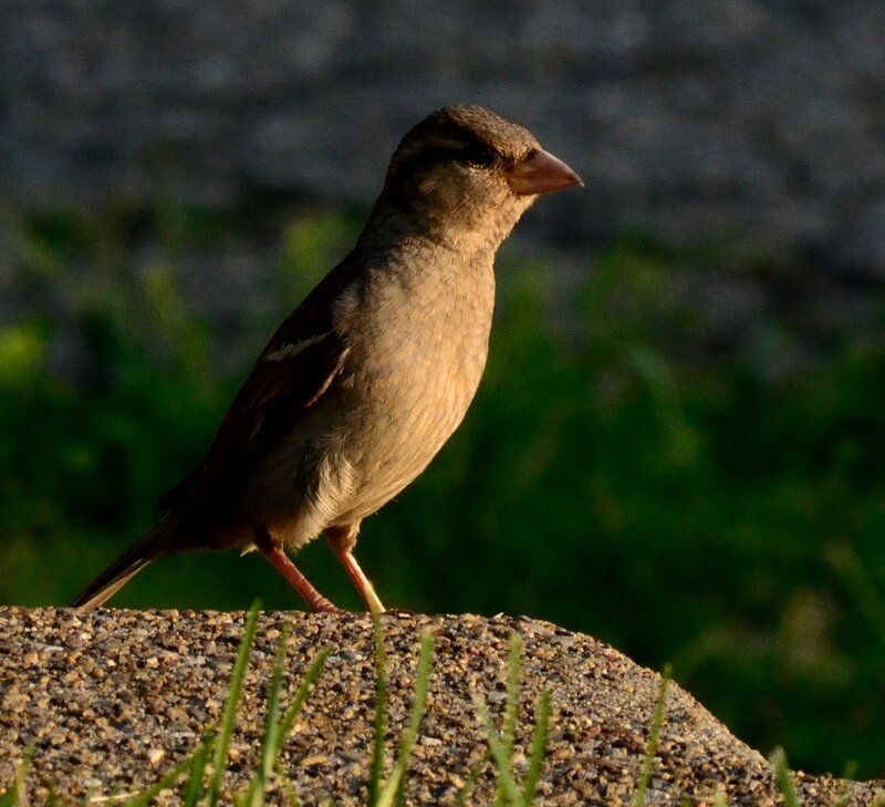 Female House Sparrow