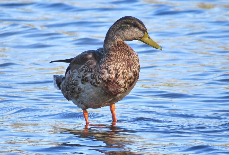 Female Mallard Duck — Blue, Calm
