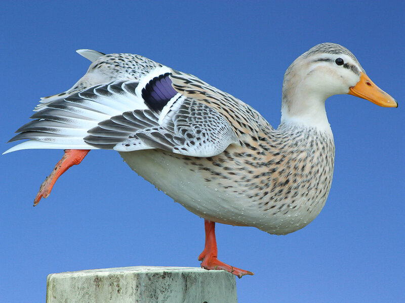Female Mallard Duck — Blue