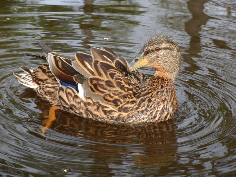 Female Mallard Duck — Brown, Calm, Afternoon, Photograph