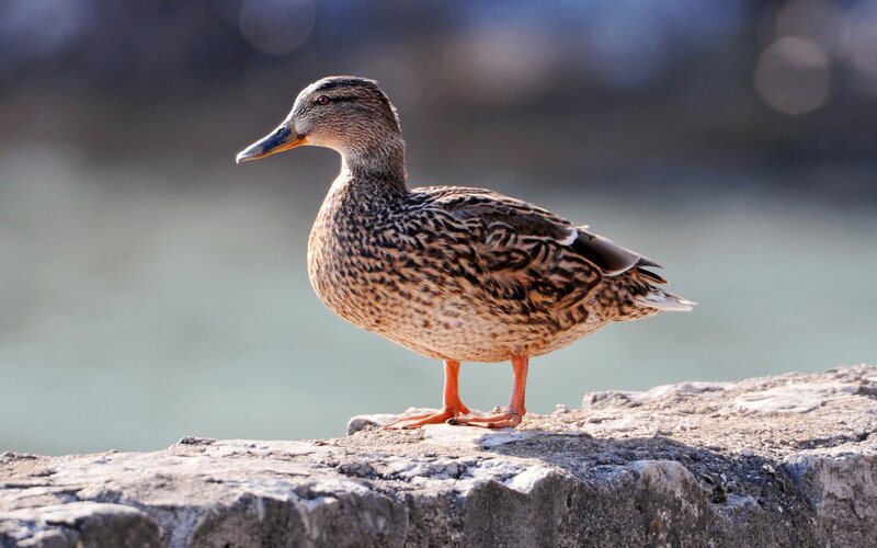 Female Mallard Duck — Brown, Calm, Afternoon