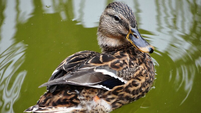 Female Mallard Duck — Brown, Calm, Photograph