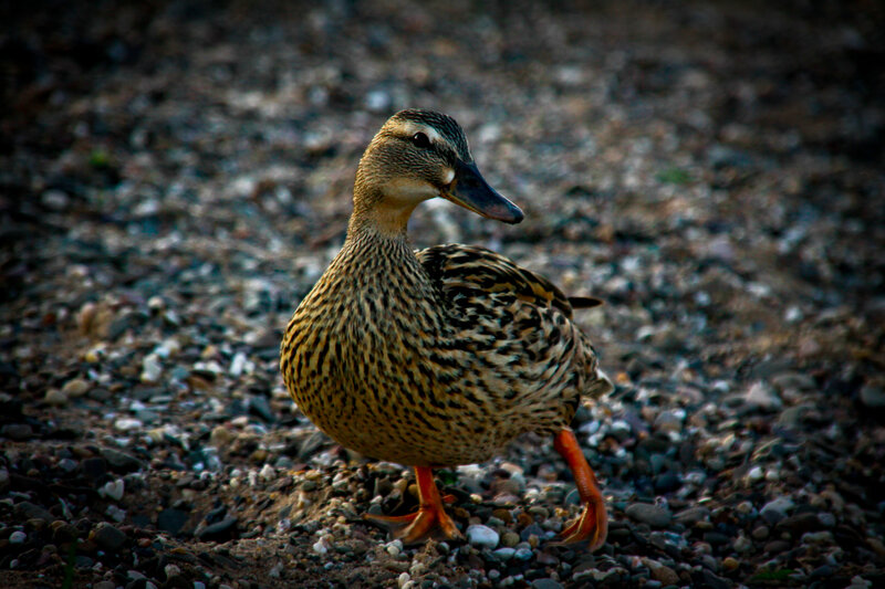 Female Mallard Duck — Brown, Calm