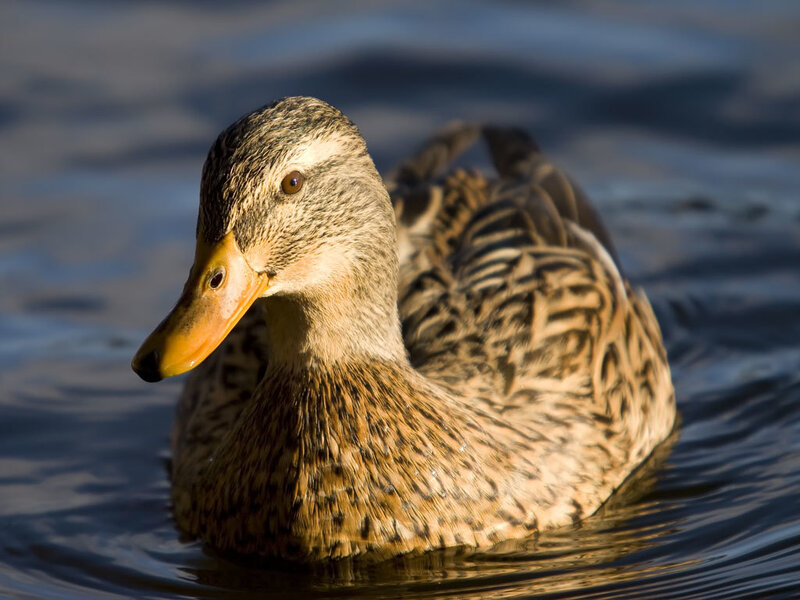 Female Mallard Duck — Brown, Serene