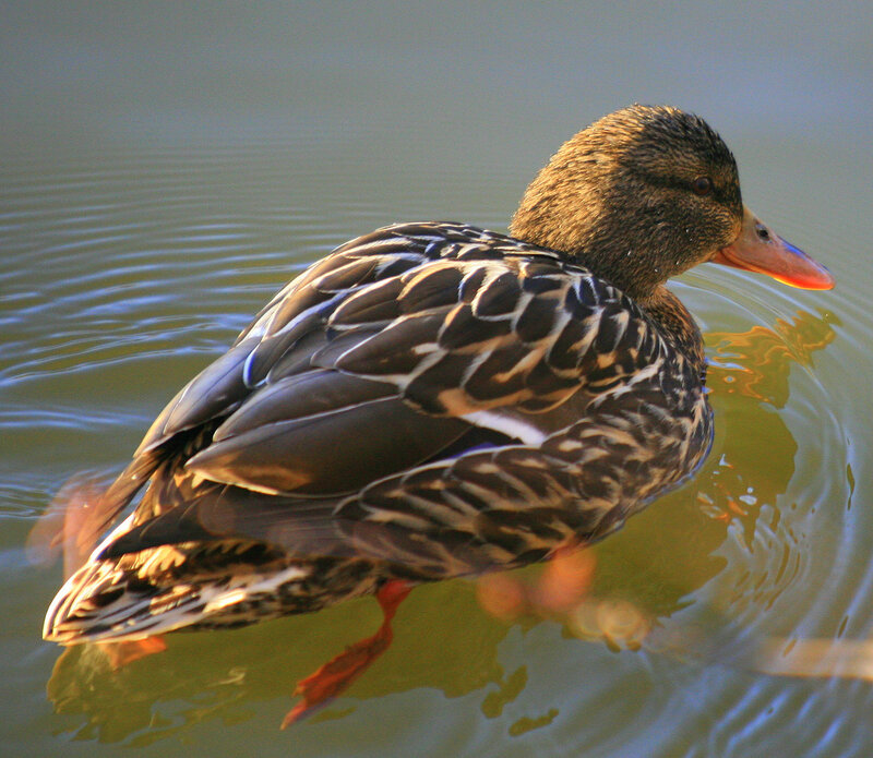 Female Mallard Duck — Brown