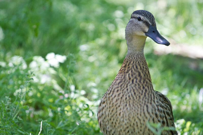 Female Mallard Duck — Green