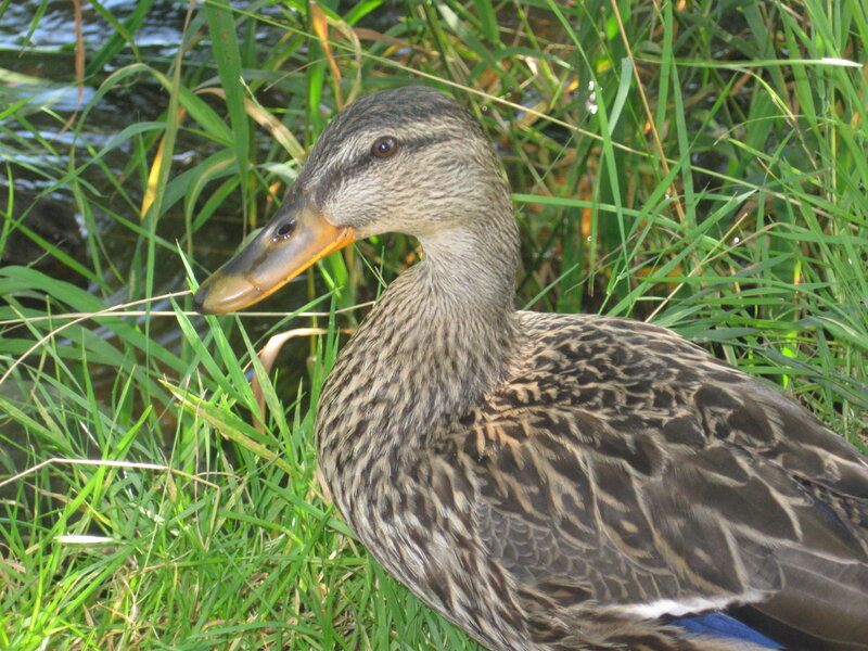 Female Mallard Duck