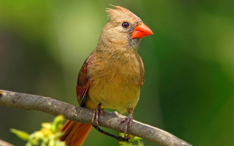 Female Northern Cardinal