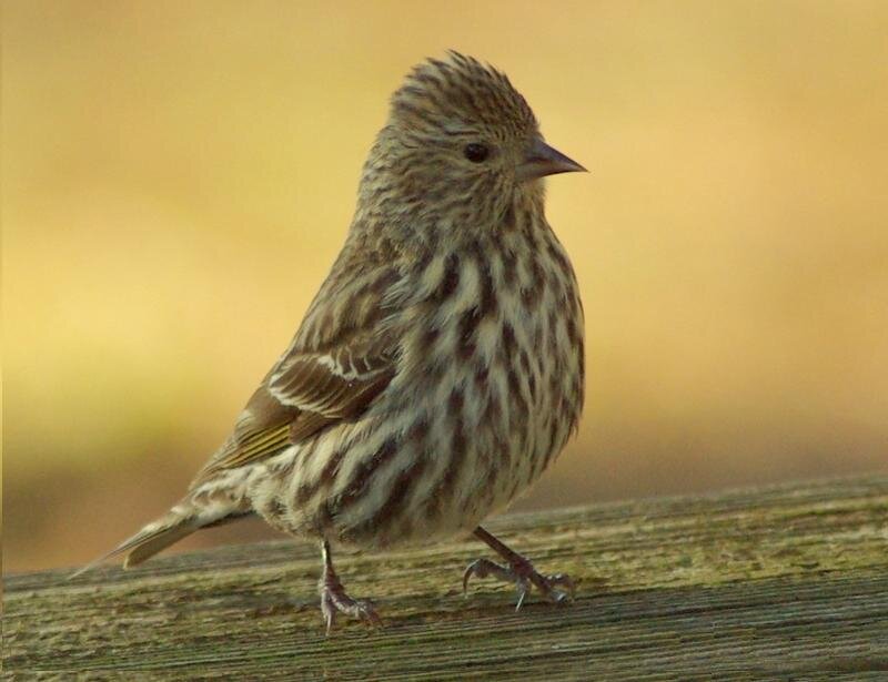 Female Purple Finch