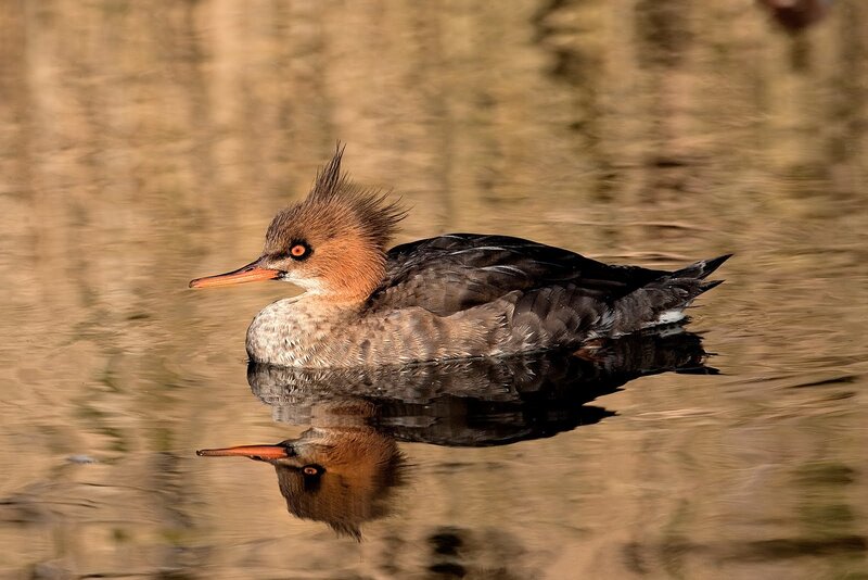 Female Red-breasted Merganser