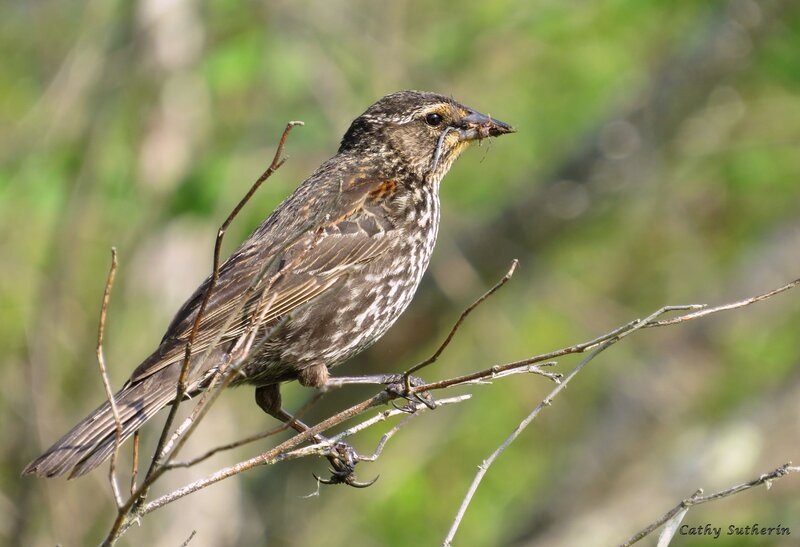 Female Red-winged Blackbird — Brown