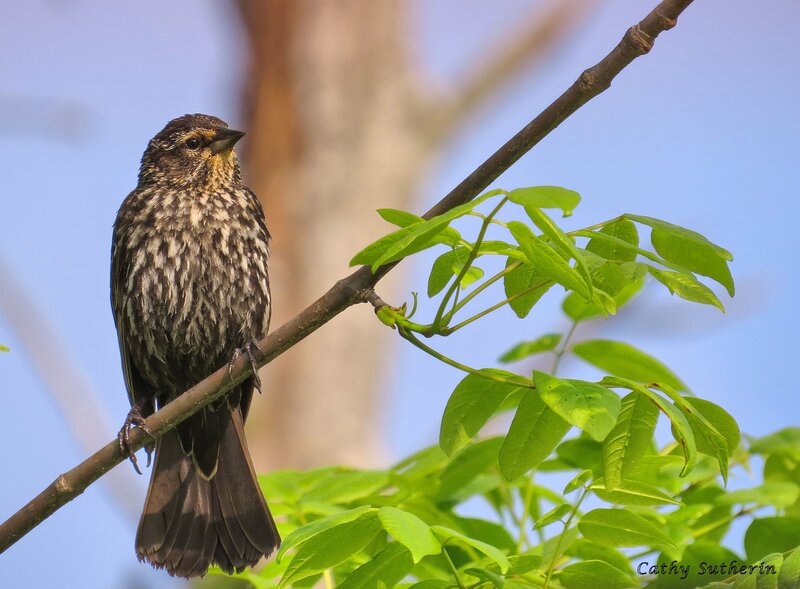 Female Red-winged Blackbird — Green