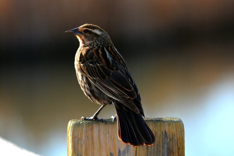 Female Red-winged Blackbird