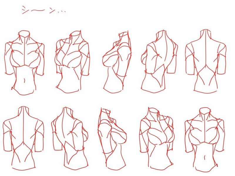 female torso anatomy sketches