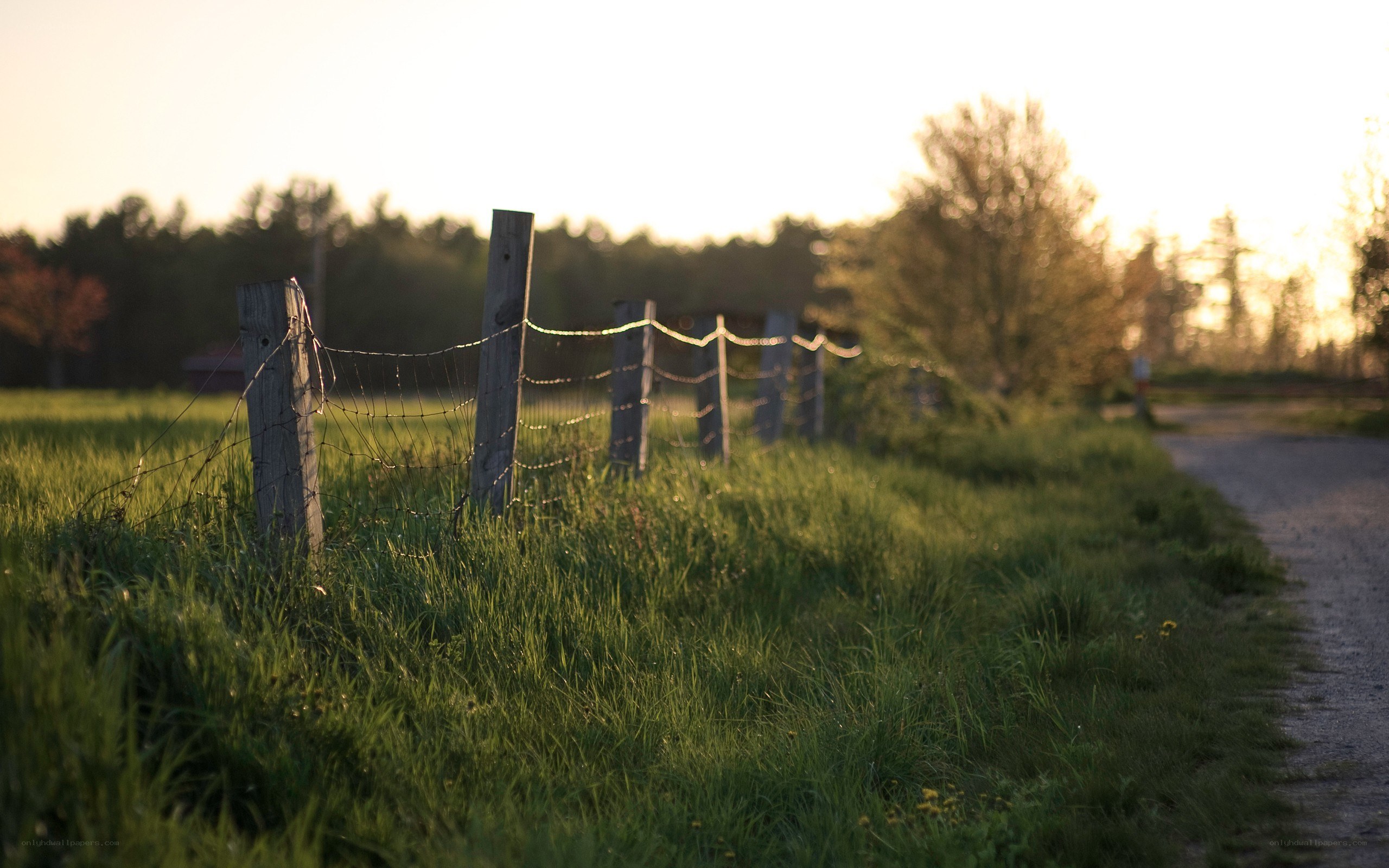 Fence along a rural path