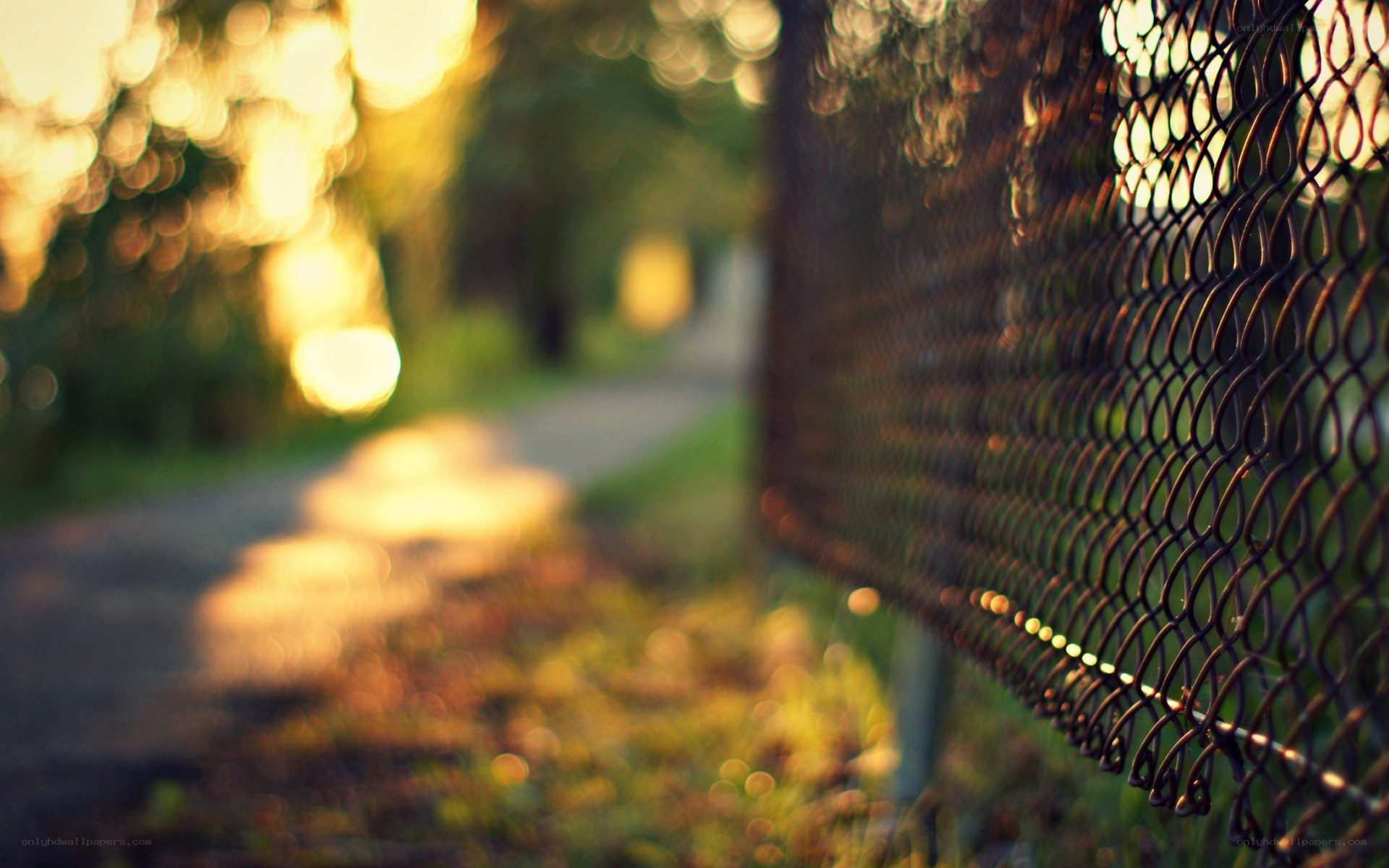 fence at sunset