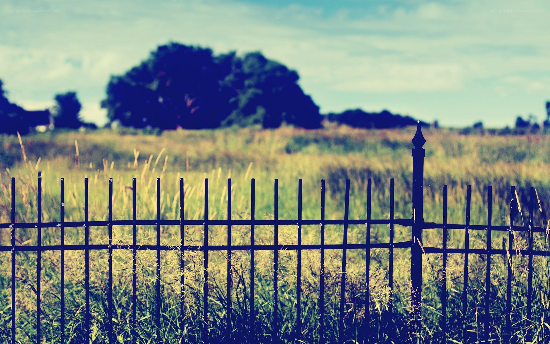 fence in a grassy field