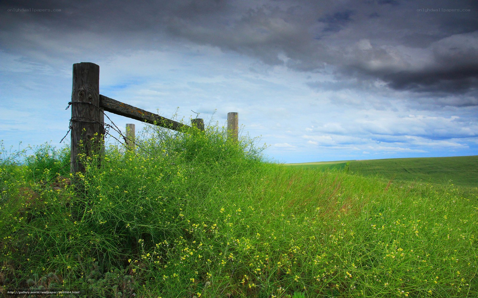 Fence in a green field